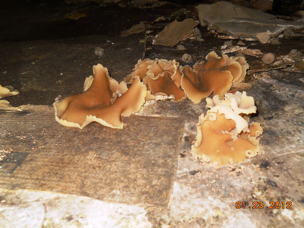 Fungus in crawl space from elevated moisture