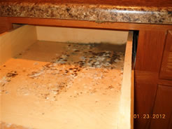 Black mold in kitchen drawer