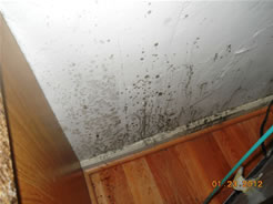 Mold on kitchen wall discovered during a mold inspection in San Diego