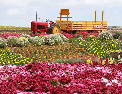 Carlsbad flower fields