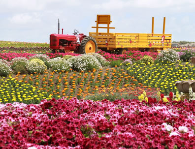 Famous flower fields of Carlsbad, CA Carlsbad flower fields
