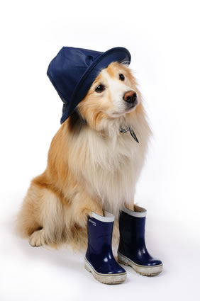 dog-in-rubber-boots