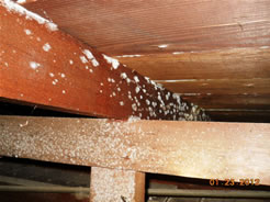 Mold in the attic of a San Diego home