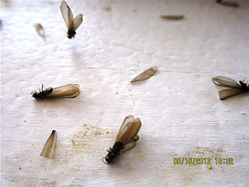 termite-wings