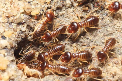 termites-on-soil